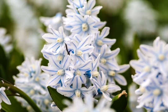 Macro shot of delicate white Pushkinia flowers (Puschkinia scilloides) with distinctive blue stripes on the petals. The inflorescences are in full bloom against a blurred green background.

