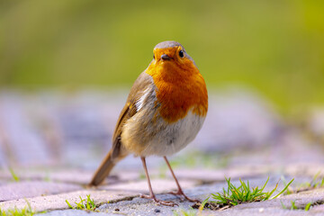 Fototapeta premium The European robin (Roodborst) known as the robin redbreast in the British Isles, Is a small insectivorous passerine bird in its natural habitat, Erithacus rubecula walking on the ground in the spring
