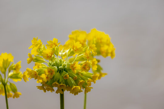 Selective focus of golden yellow flowers Primula veris in the garden, The common cowslip primrose is a herbaceous perennial flowering plant in the primrose family Primulaceae, Nature floral background