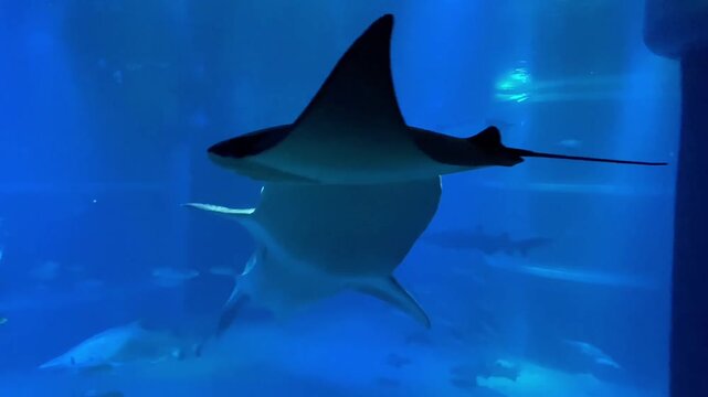  Whale shark swimming with a remora fish in a large blue aquarium