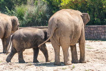 Adult Asian elephant and young calf walking together in sandy enclosure. Elephant family and animal care concept © Leonid
