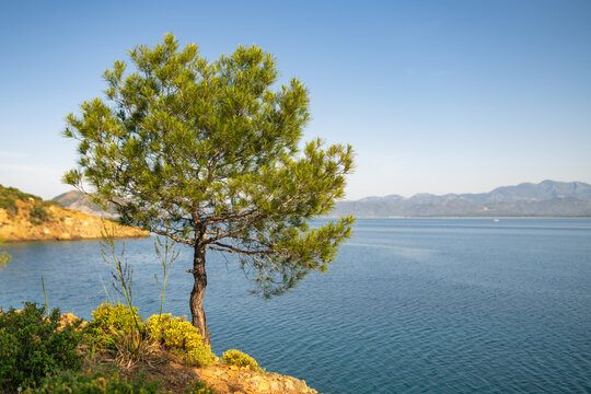 Pine tree growing on rocky Mediterranean coastline above calm sea water. Coastal landscape with clear sky, mountain shoreline and natural summer scenery