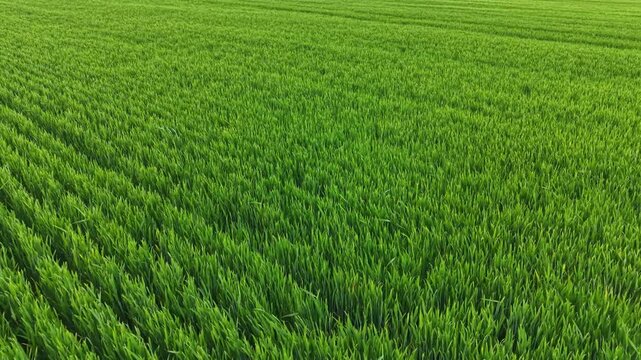 Wheat field shows many rows of tall green plants stretching to the horizon under clear blue sky. Sunlight shines on the field. It is a day in the growing season.