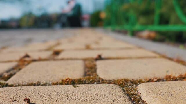 Moss grows inside textured cracks of yellow pavement stones using a shallow depth of field. Concept of urban nature, resilience, and micro perspective of common city surfaces.