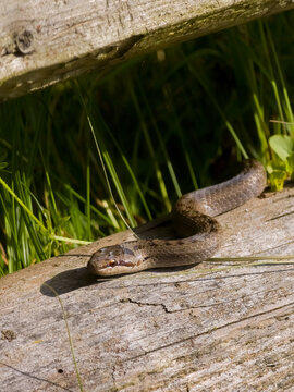 A smooth snake (Coronella austriaca) basking on a weathered wooden log amidst green grass, with natural light highlighting its scales. Ideal for wildlife, nature, or reptile themes.