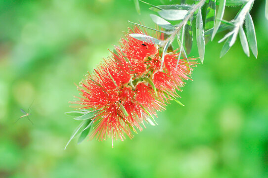 Bottle brush tree or Curtis Skeels or Callistemon citrinus var splendens Stapf or Crimson bottle brush or  MYRTACEAE or Stiff Bottlebrush , red flower