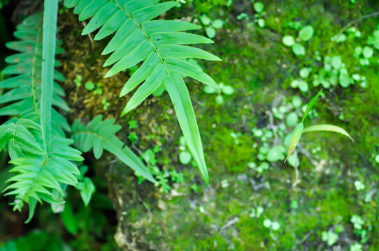 Pteris vittata or Pteris vittata L or fern and moss