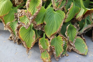 Plaintain lily (Hosta plantaginea) leaves showing severe environmental stress with scorched brown margins and yellowing, likely due to sun scald or late summer drought © kazakovmaksim