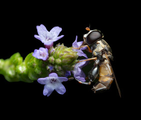 Close up of a fly on a purple flower with a black background © arjacee