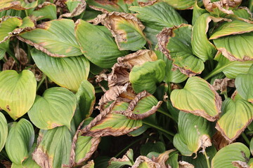 Plaintain lily (Hosta plantaginea) leaves showing severe environmental stress with scorched brown margins and yellowing, likely due to sun scald or late summer drought © kazakovmaksim