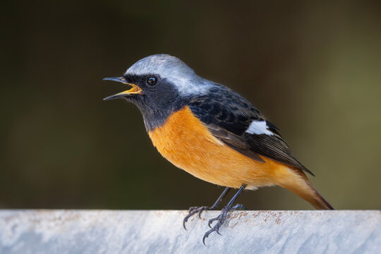 Close up of male daurian redstart