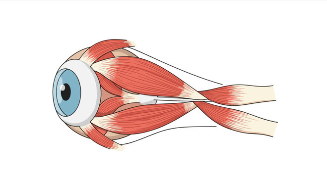 Human eyeball with extraocular muscles diagram illustrates the complex muscular structure responsible for controlled eye movement.