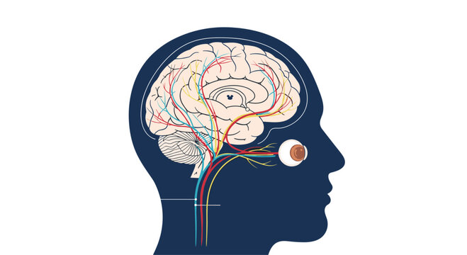 Profile view of a head with brain and optic nerves highlighted shows the sensory connections for visual perception studies.