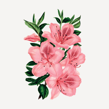 Pink azalea flowers clipart, vintage botanical 
