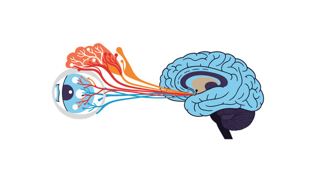 Visual representation of the neural connection between the human eye and the brain showing optical pathways and sensory transmission.