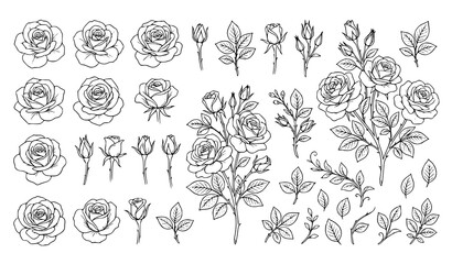 Elegant roses line art bundle vector floral elements collection © MdMasud