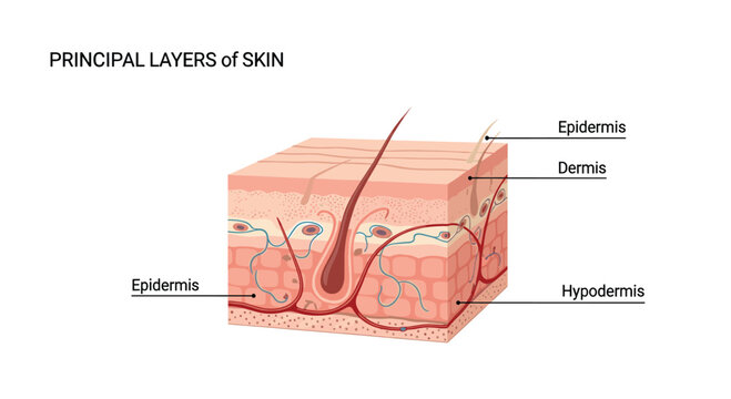 Cross section diagram labeling the principal layers of human skin including the epidermis, dermis, and hypodermis regions.
