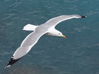 Naklejka premium Seagull flying over the Mediterranean Sea 
