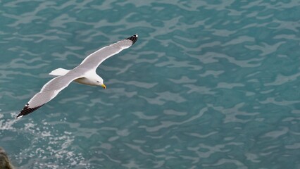 Seagull flying over the Mediterranean Sea  © Miguel Ángel RM