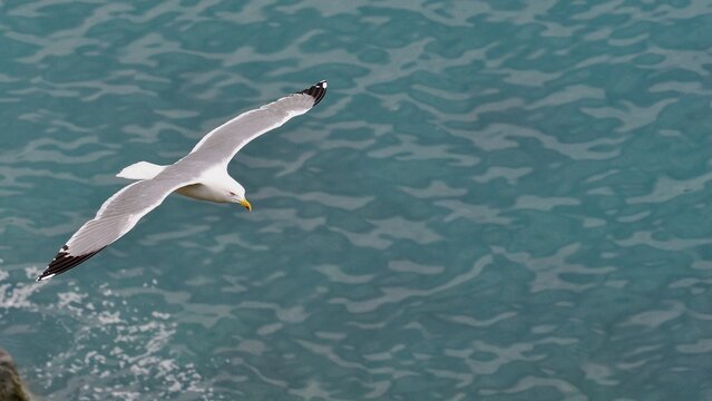 Seagull flying over the Mediterranean Sea 