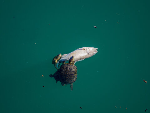 Tortugas devorando un pez muerto en la superficie de un lago
