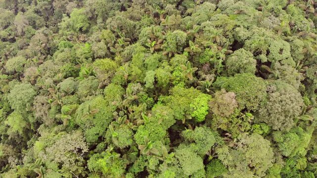 Aerial view over the canopy of pristine rainforest on a hilltop. One of the last remnants of lowland rainforest in western Ecuador situated near Puerto Quito, Pichincha province