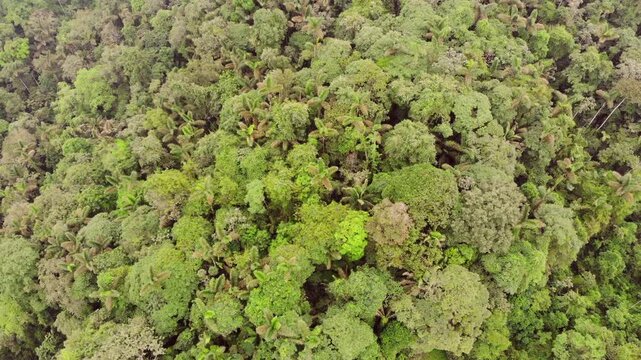 Aerial view over the canopy of pristine rainforest on a hilltop. One of the last remnants of lowland rainforest in western Ecuador situated near Puerto Quito, Pichincha province