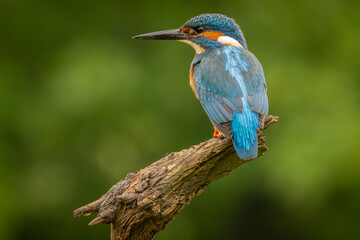 Obraz premium Kingfisher perched on a natural background in Britain with blue and orange colourful plumage and detailed wildlife portrait.