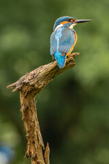 Fototapeta premium Kingfisher perched on a natural background in Britain with blue and orange colourful plumage and detailed wildlife portrait.