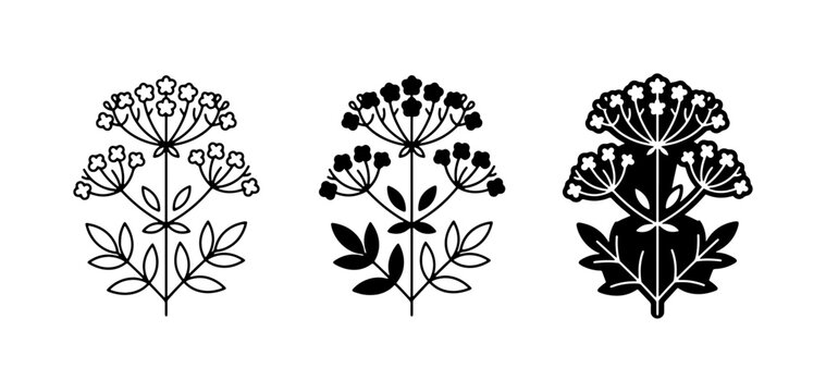 Botanical Vector Icons: Delicate Dill Flower Designs, Outline and Silhouette Styles