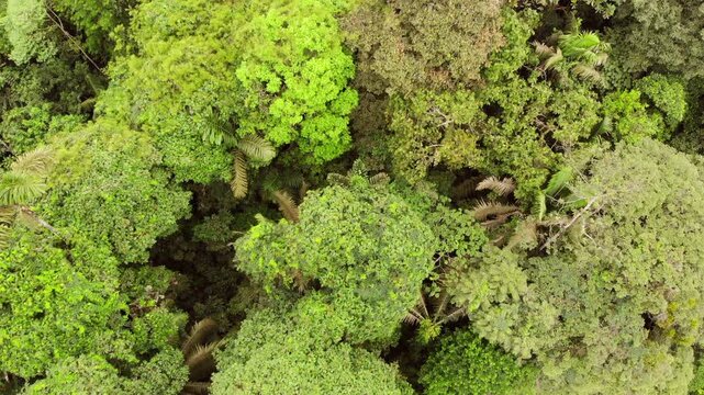 Flying low over the canopy of pristine rainforest. One of the last remnants of lowland rainforest in western Ecuador situated near Puerto Quito, Pichincha province