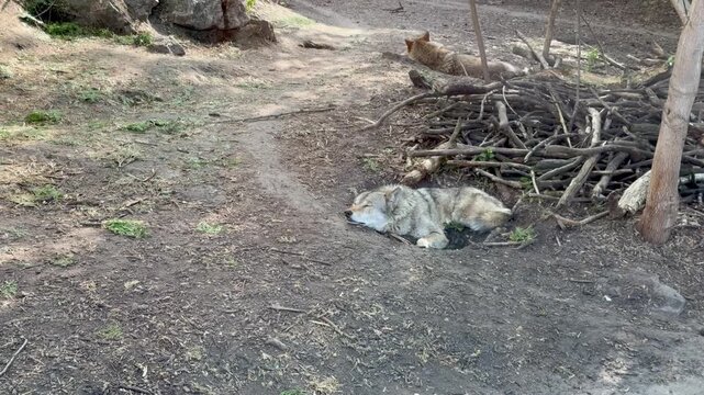Grey wolf sleeping in the sun near a wooden thicket in a natural enclosure, wild predator resting in the forest habitat