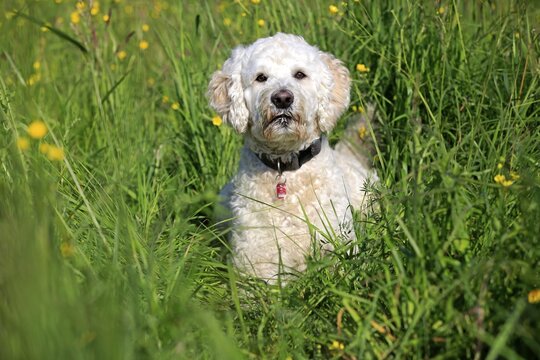 Labradoodle, adult, male, on meadow, Germany