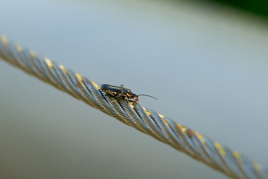 Insect on a metal cable.
