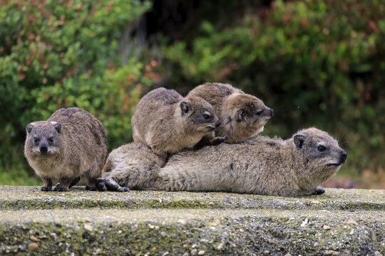 Rock Hyraxes (Procavia capensis) adult female with three young, social behavior, Betty's Bay, Western Cape, South Africa