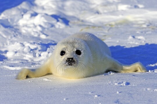 Harp Seal or Saddleback Seal (Pagophilus groenlandicus, Phoca groenlandica), pup on pack ice, Magdalen Islands, Gulf of Saint Lawrence, Quebec, Canada