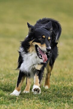 Mixed breed dog between Border Collie and Australian Shepherd jumps across meadow, Switzerland