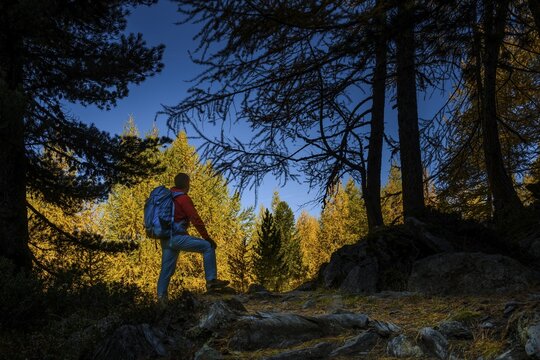 Mountaineer in front of autumnal larch (Larix) forest, Martell Valley, Natruns, South Tyrol, Italy