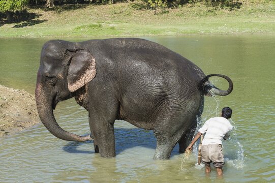 Mahout washes his Indian elephant (Elephas maximus indicus) in the river, Kaziranga National Park, Assam, India