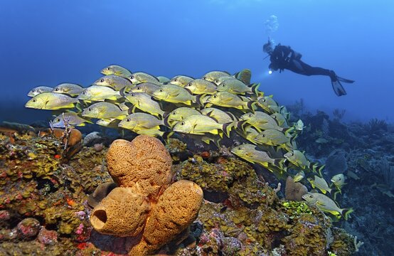 In front Brown tube sponge (Agelas conifera), behind it shoal of bluestriped grunt (Haemulon sciurus), in the back divers, reef covered with crust-forming fanleaf algae (Lobophora variegata), Caribbean Sea near Maria la Gorda, Pinar del R&iacute;o Province, Caribbean, Cuba