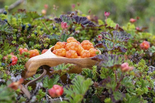 Cloudberries (Rubus chamaemorus) in a wooden cup, Finnmark, Lapland, Alta, Norway