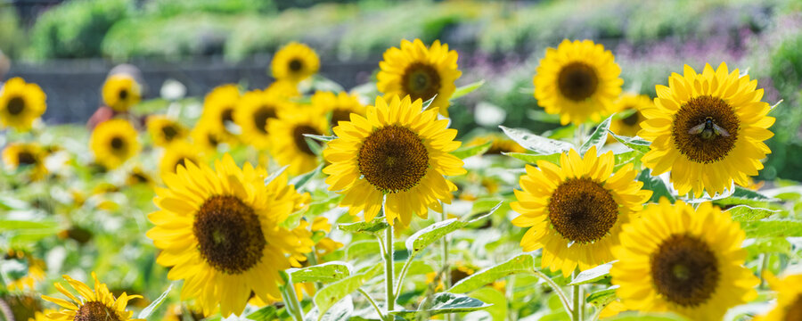 Sunflowers in Full Bloom Under Summer Sky with Honeybee Gathering Nectar and Bright Sunshine Background