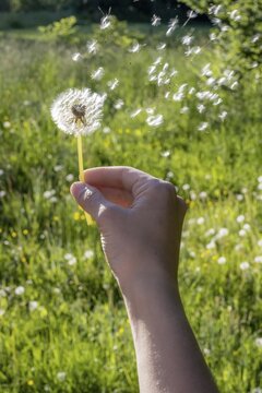 Hand holding dandelion, green meadow, Upper Bavaria, Bavaria, Munich