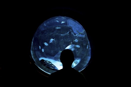 Silhouette, person in front of a round aquarium window with fishes