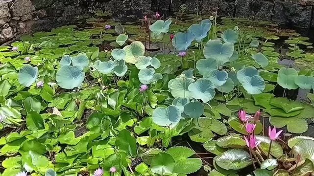 Another Angle Of A Peaceful Rock Pool Flourishing With Lotus And Water Lily Plants In A Natural Environment