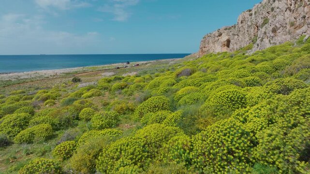 AERIAL: Dense clumps of yellow flowering coastal shrubs cover a rocky slope beneath a dramatic limestone cliff that rises above calm blue Mediterranean water near San Vito Lo Capo, Sicily, Italy.