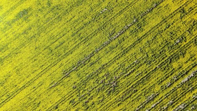 Aerial view shows a large field with tall green plants and bright yellow flowers. Straight lines in the soil indicate rows where crops are grown. Bright sunlight highlights the colors.