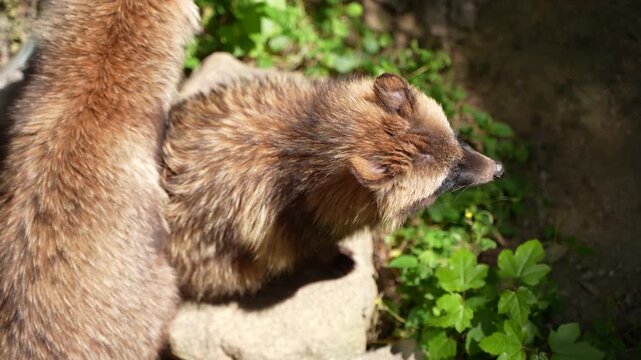 日当たりの良い岩の上で休む可愛いホンドタヌキ/Cute Japanese raccoon dog (Tanuki) resting on a sunlit rock