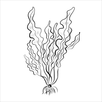 Contour drawing of plants, algae of river, sea. Minimalistic vector illustration