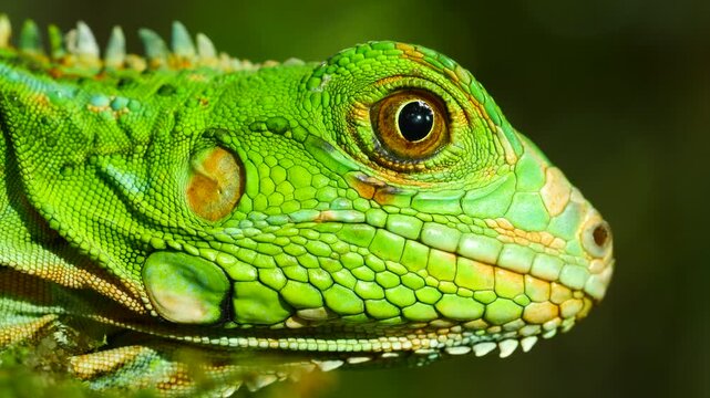 Juvenile Green Iguana (Iguana iguana). In its natural habitat, a liana in lowland tropical rainforest near Puerto Quito in western Ecuador